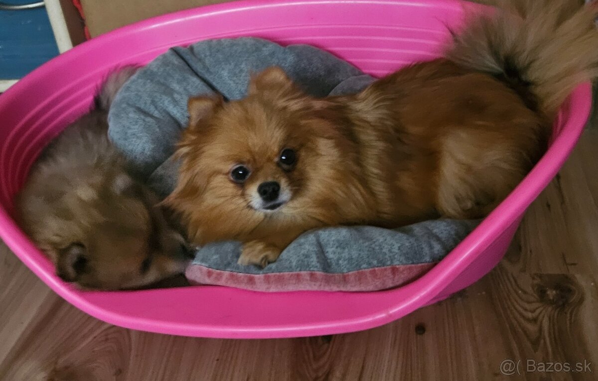 Pomeranian mini