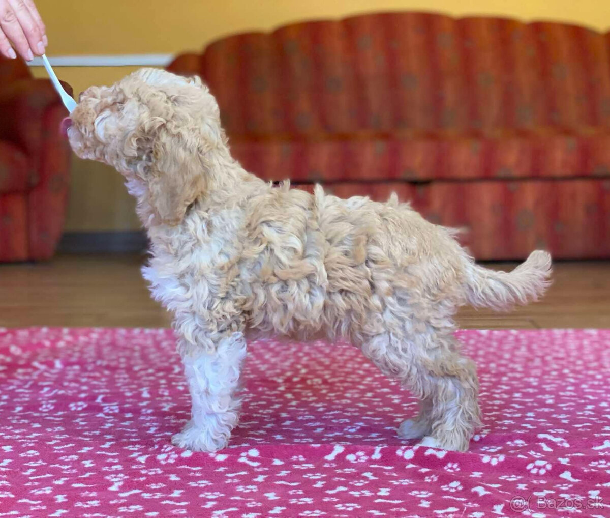 LAGOTTO ROMAGNOLO STENIATKA