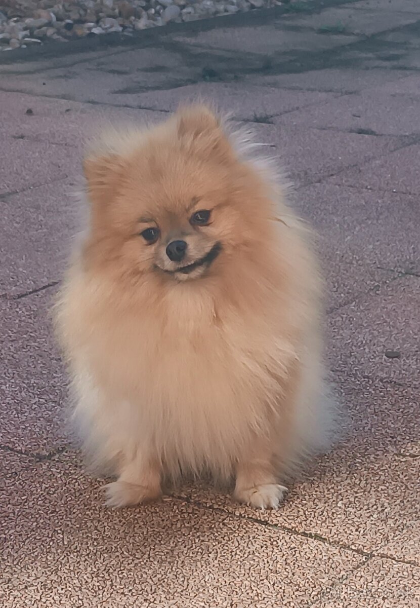 Fenky Pomeranian s PP