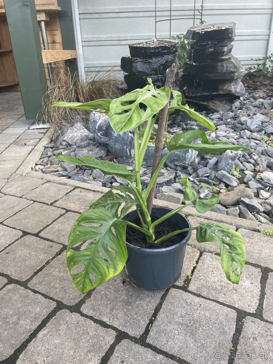 Monstera Adansonii