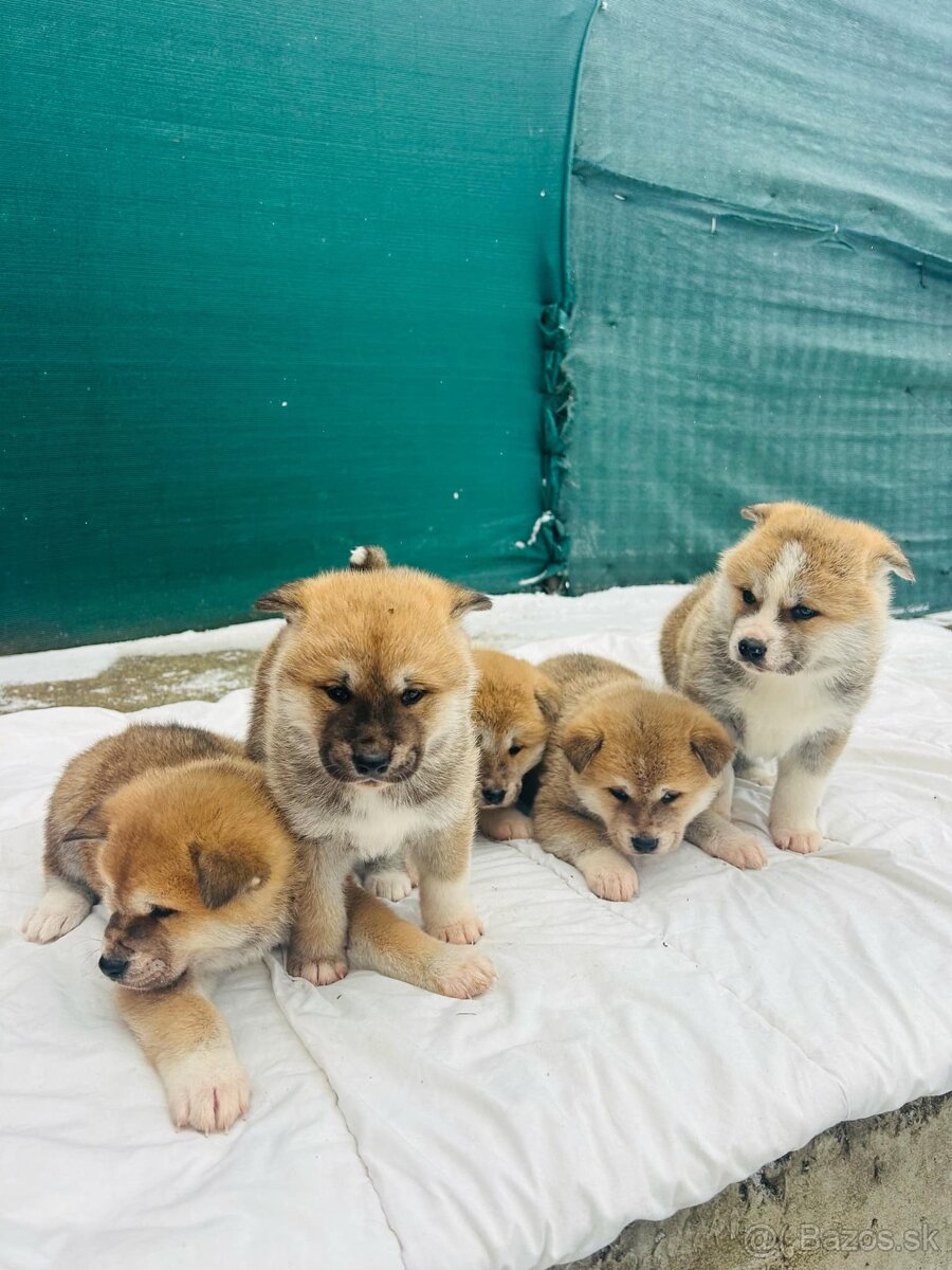 Akita inu