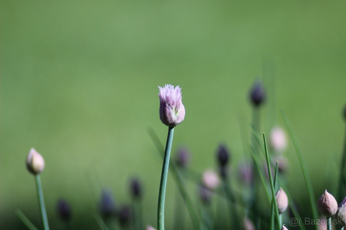 Pentacon 200mm f4 GDR, M42 závit 15 lamelová clona