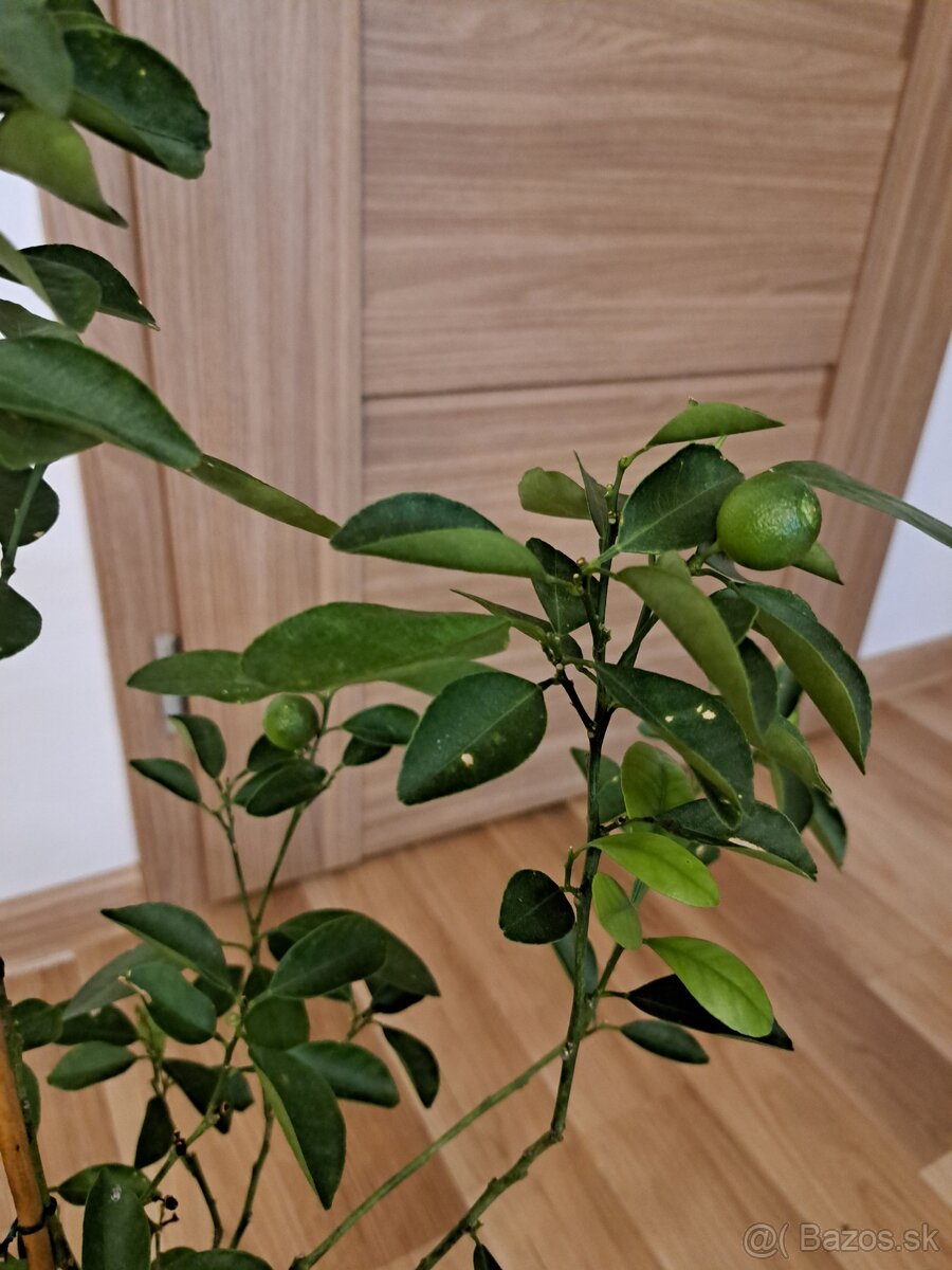 Citrus calamondin odroda Oriana