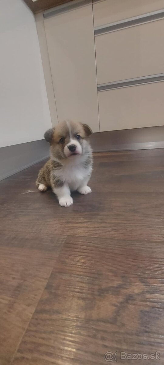 corgi welsh corgi pembroke s pp FCI