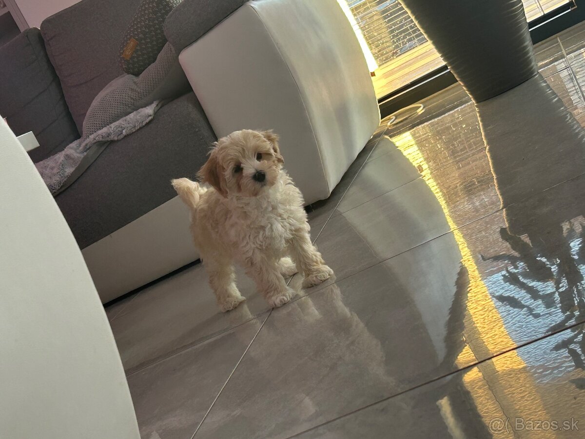 Maltipoo