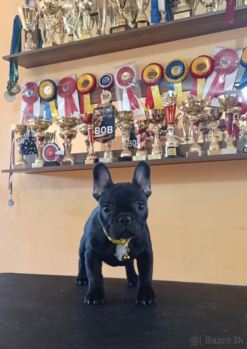 French bulldog/ francúzsky buldoček s PP