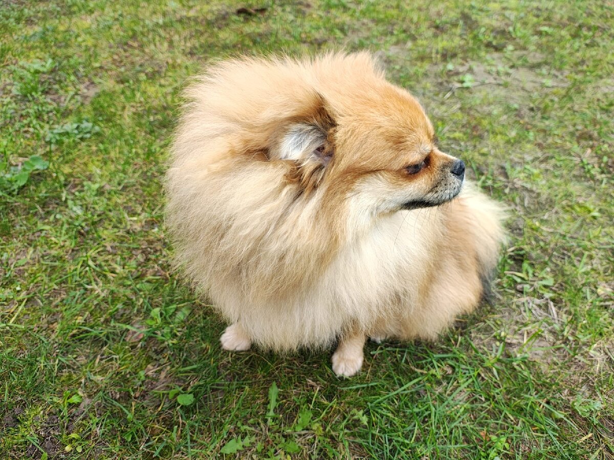 Nemecký špic typ pomeranian