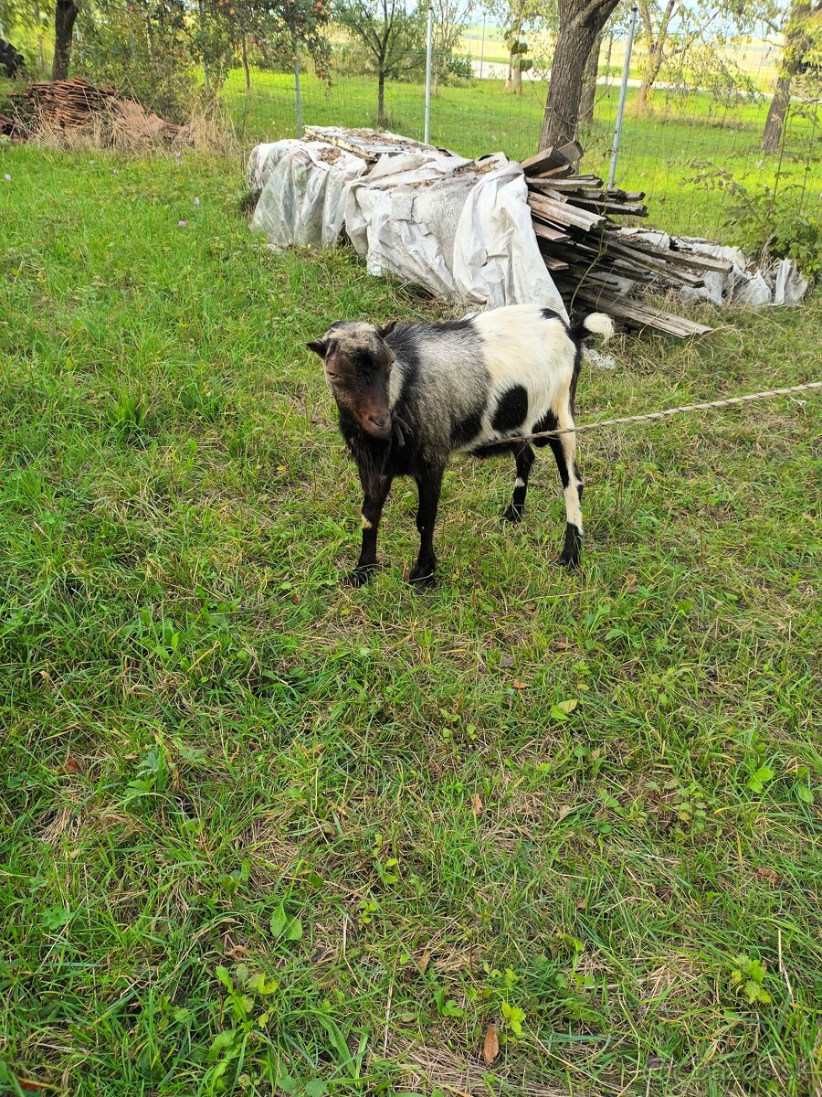 Capko na pripustenie