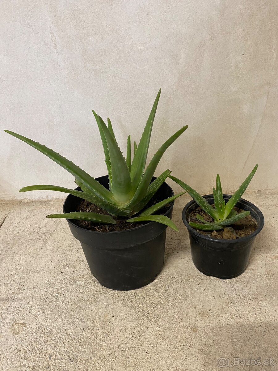 Aloe vera