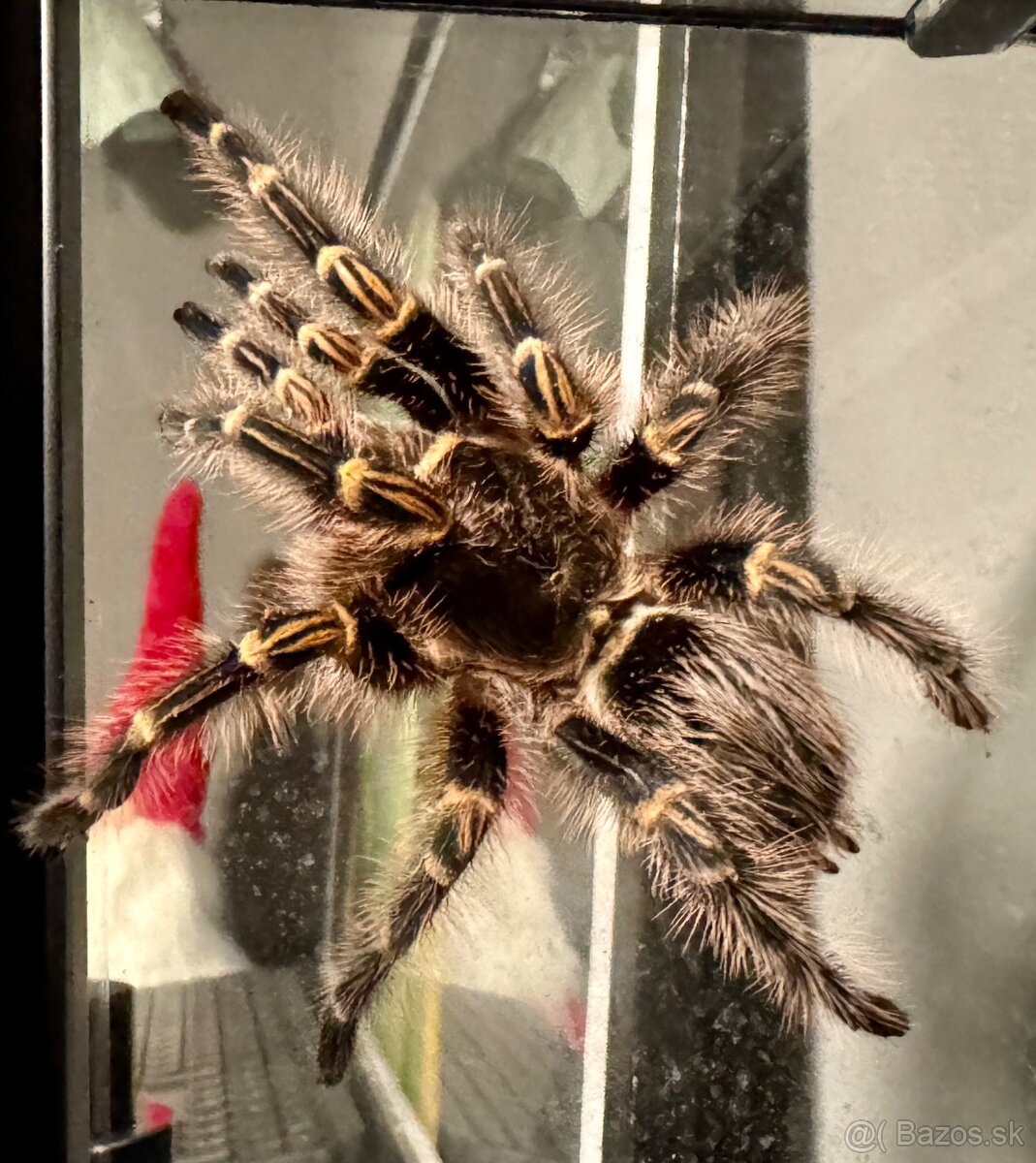 Grammostola pulchripes