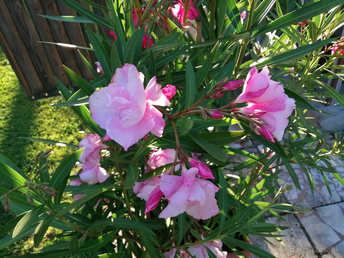 Oleander ruzový plneny