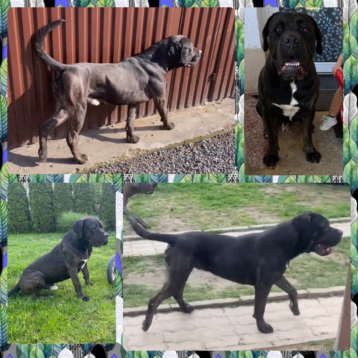 Cane Corso šteniatka