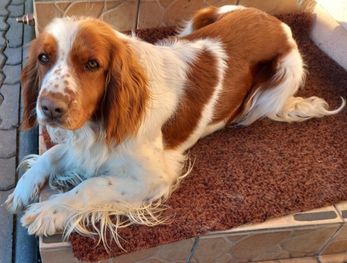 Welsh springerspaniel