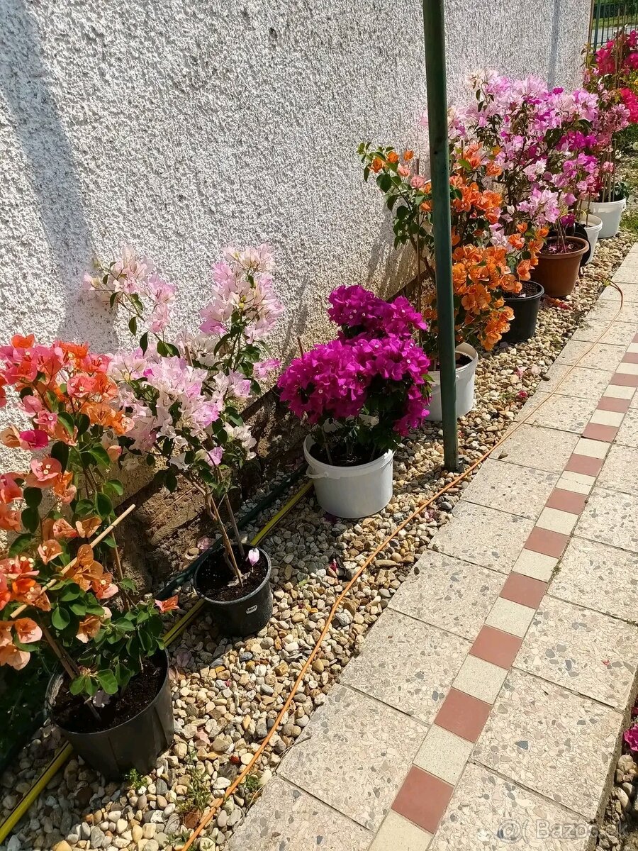 Bougainvillea,( bougainvillea , bugenvilea , bugenvila )