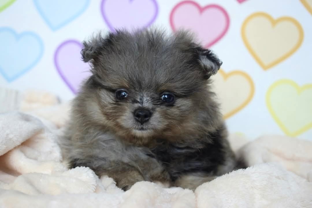 Pomeranian psik s PP