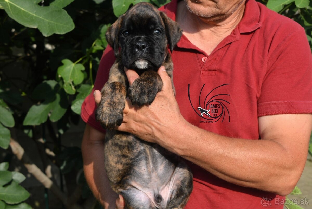 Nemecký boxer- šteniatka s PP