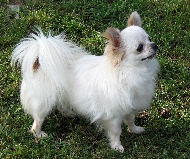 Darujem chihuahua