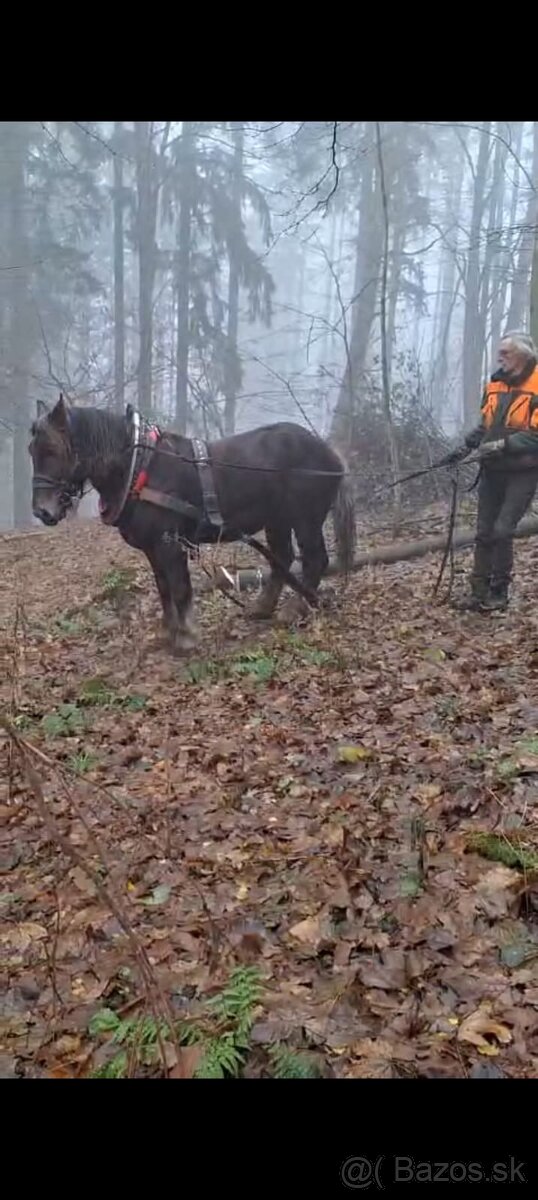 Prodám 5leteho valacha