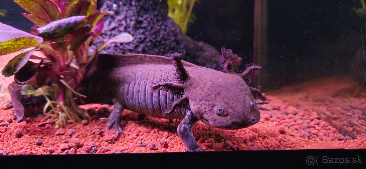 Predám Čierneho Axolotla