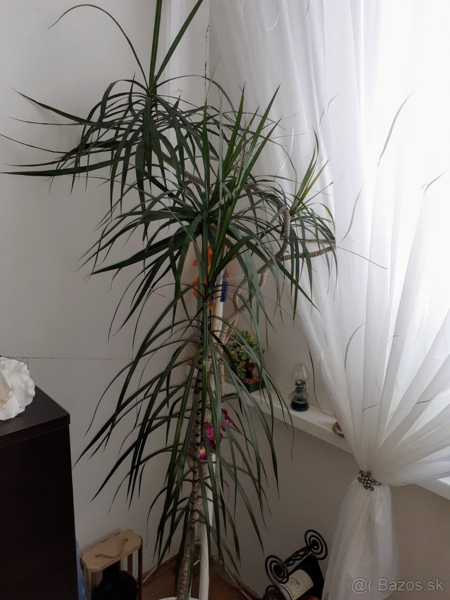 Dracena