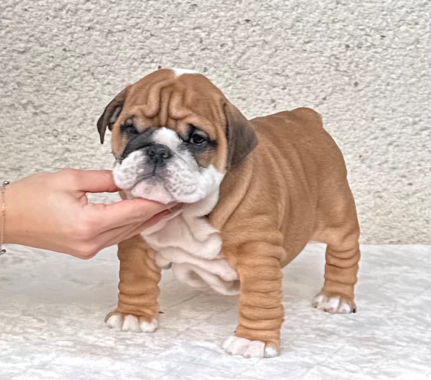 Anglicky Bulldog, buldog, buldok, englische bulldogge