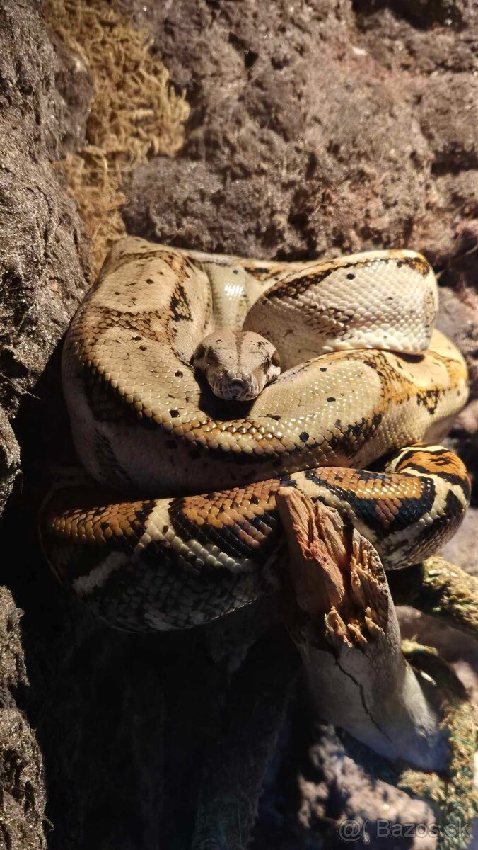 Boa constrictor imperator