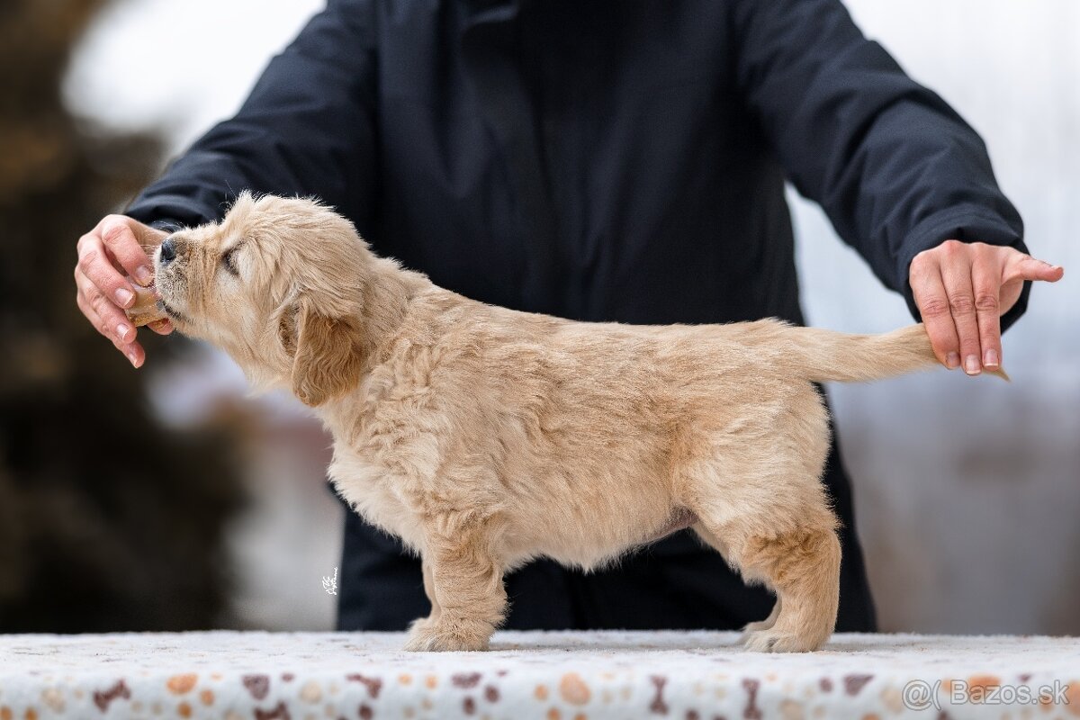 Zlatý retriever/Golden retriever šteniatka s PP