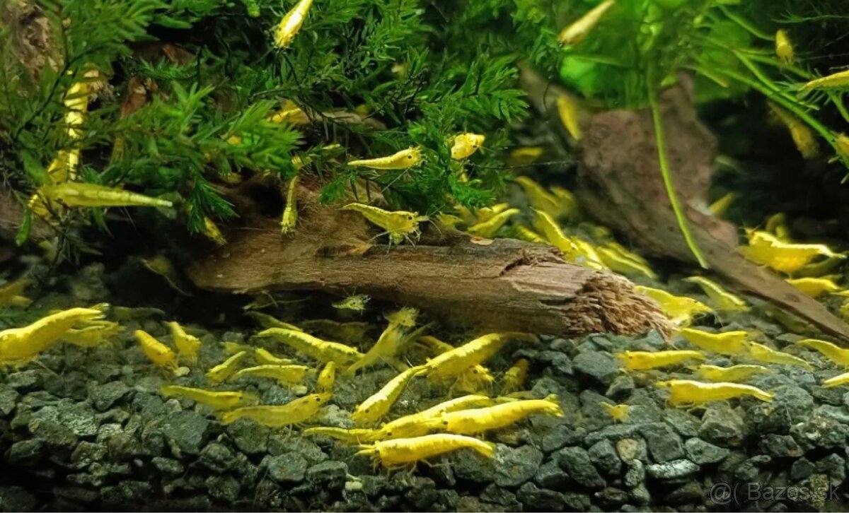 Neocaridina davidi neon yellow