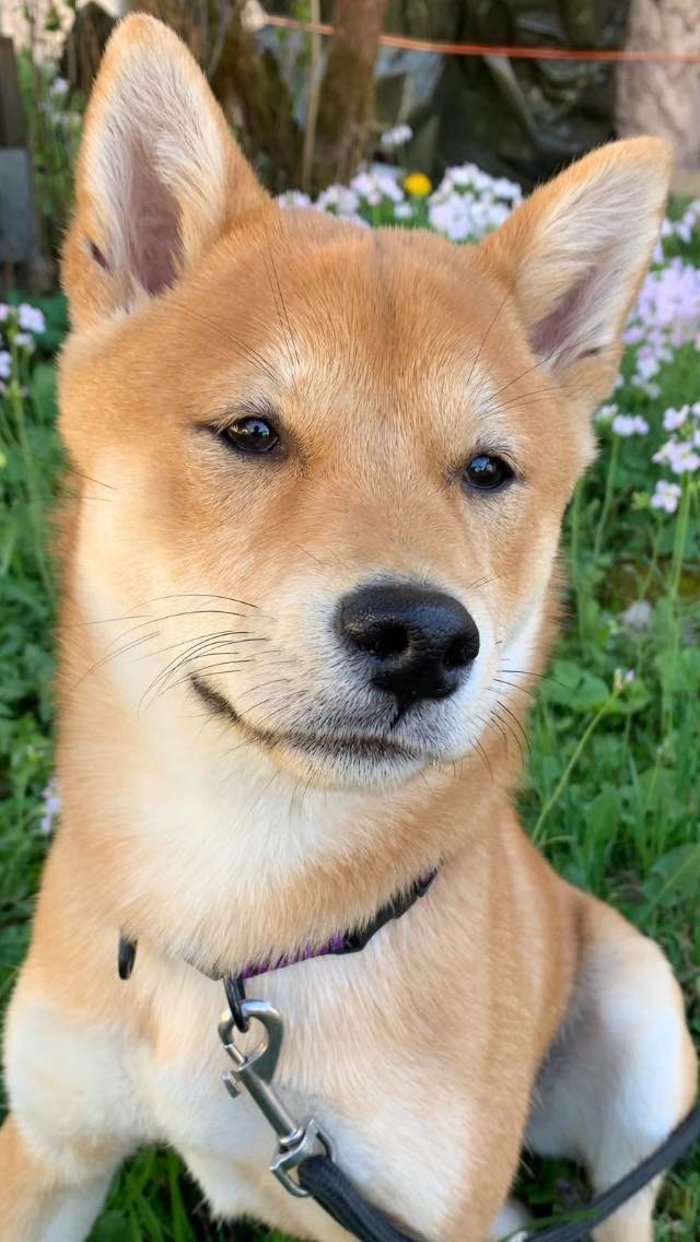 Shiba Inu