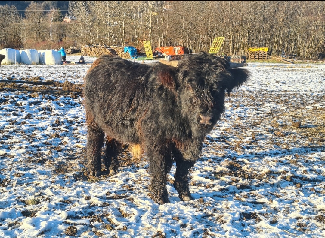 Predám škótsky dobytok - highland