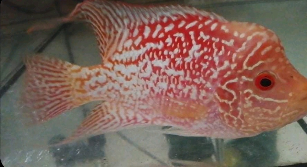 Flowerhorn fireman's dream.