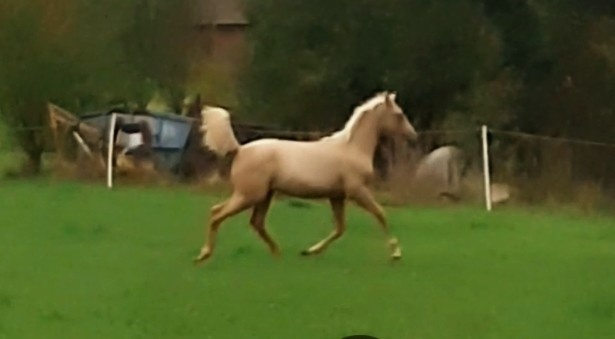 Klisny palomino