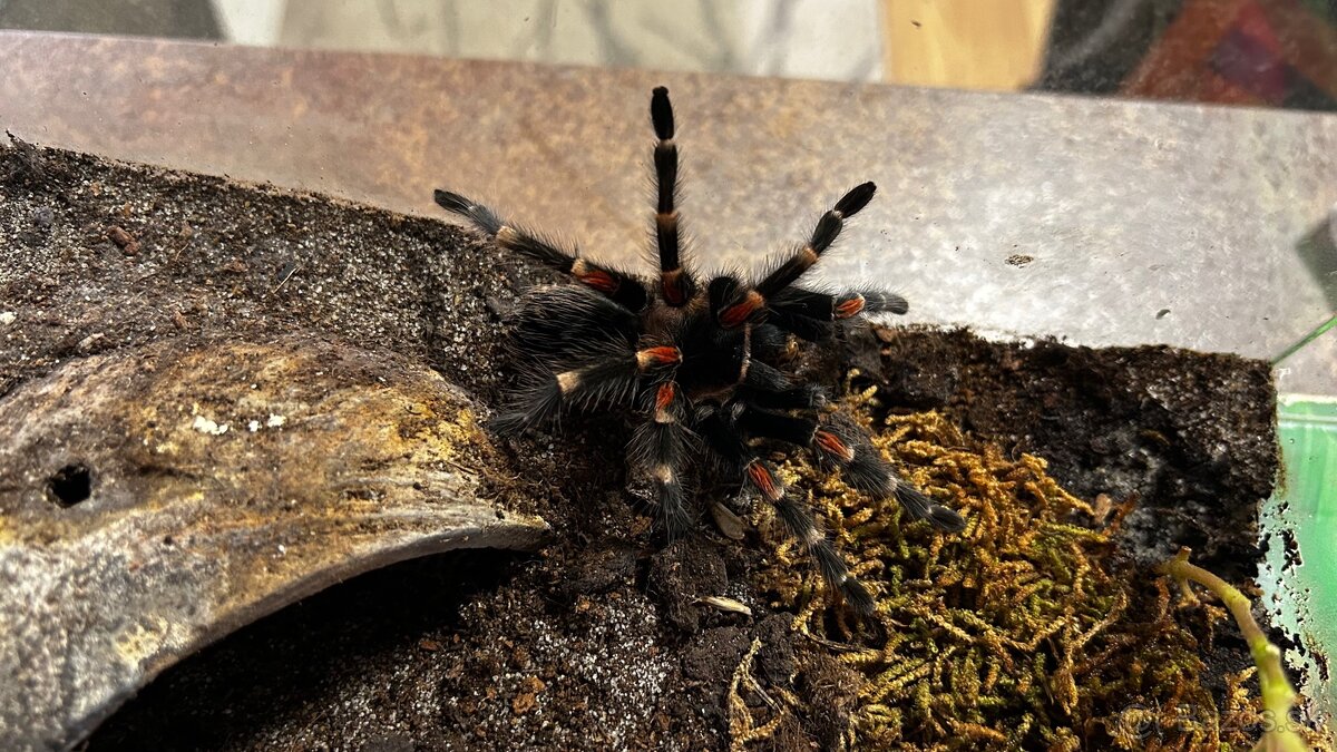 Brachypelma Auratum