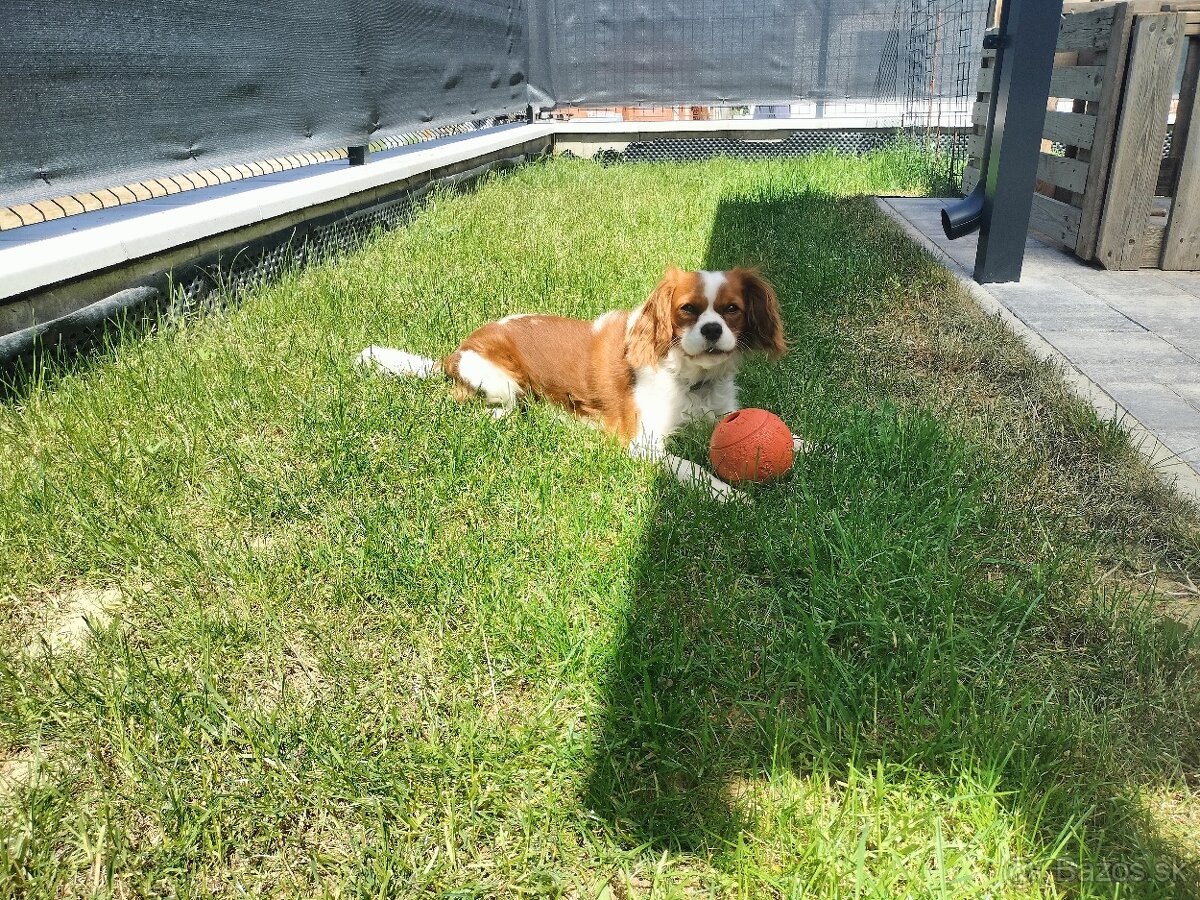 Cavalier King Charles spaniel blenheim na krytie