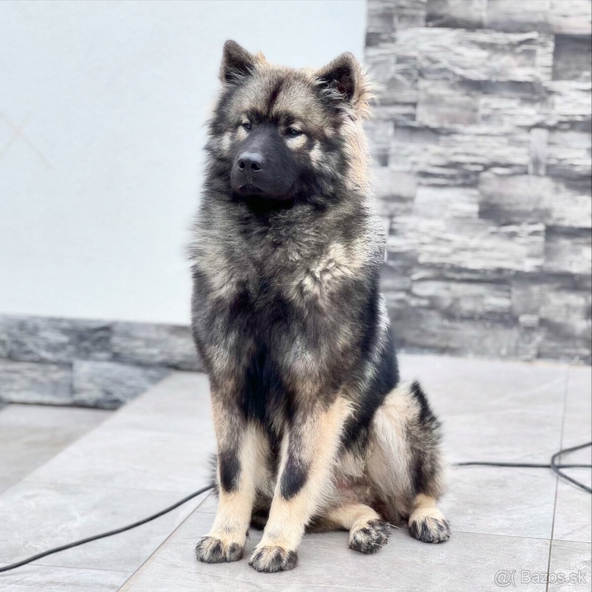 Eurasier s PP na predaj