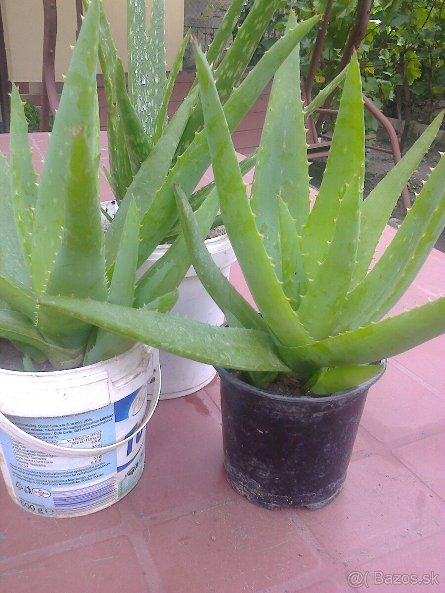 Aloe vera  kaktus, citronovník.,,oleander. trúbkovec.