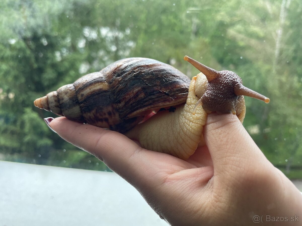 SLIMÁK AFRICKÝ (Lissachatina Reticulata)