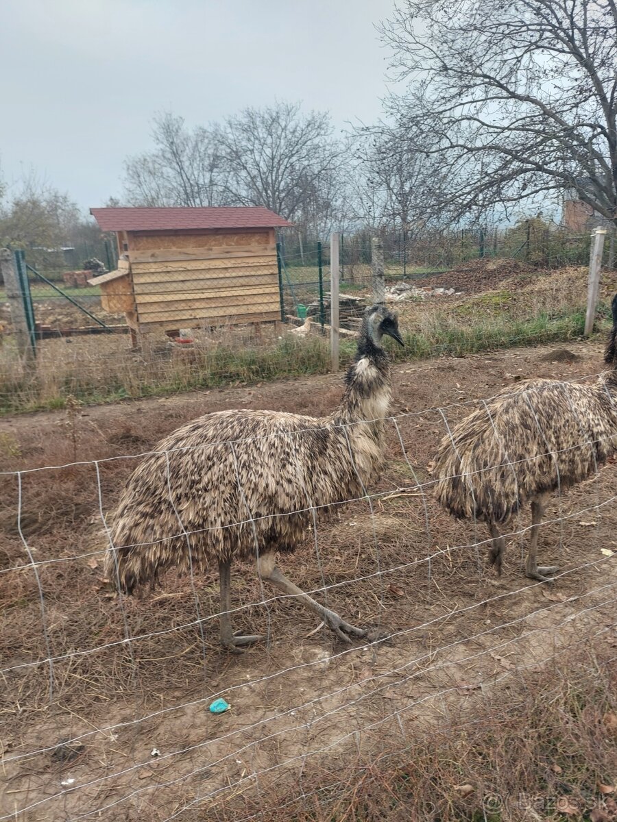 Emu