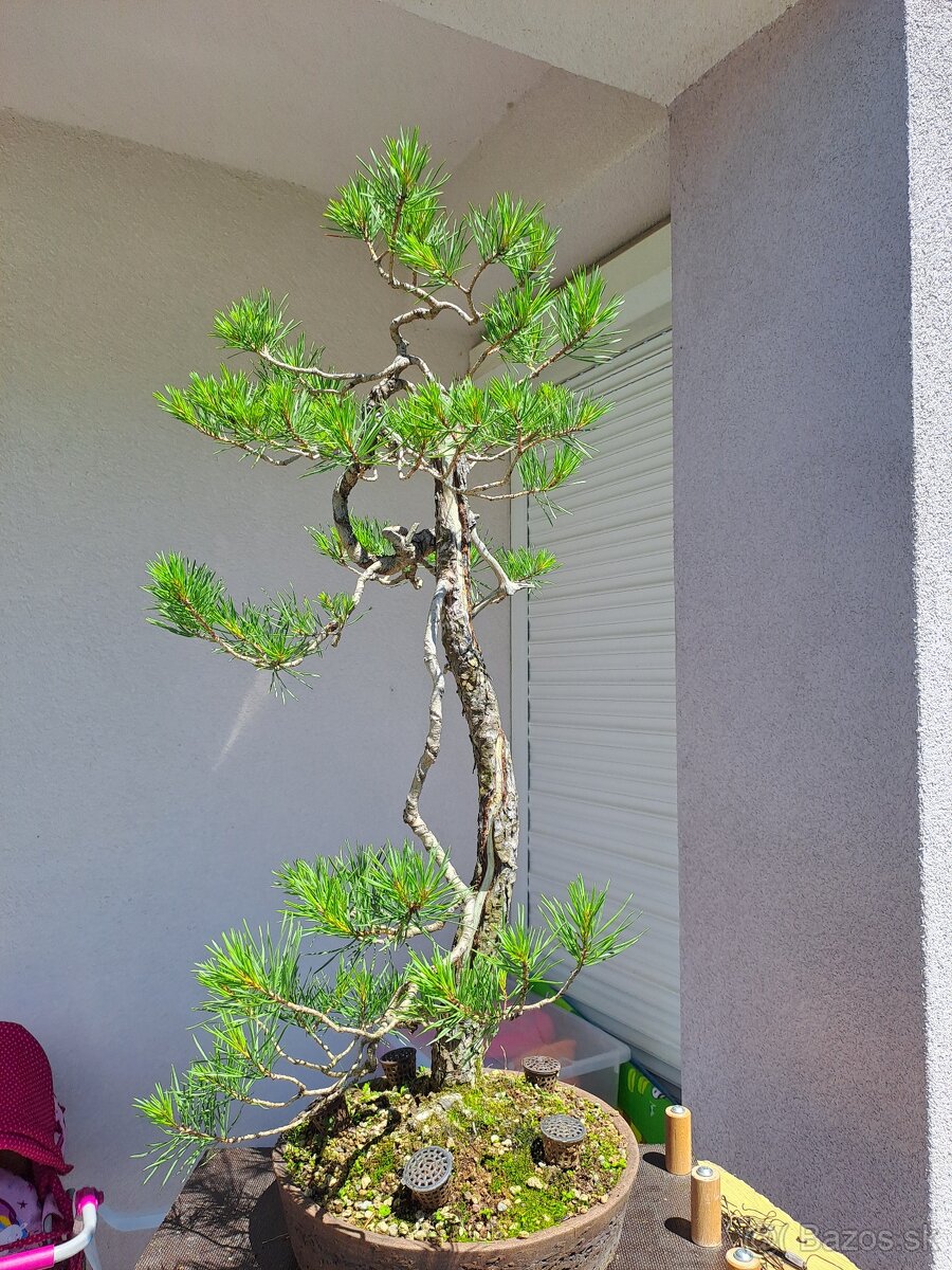 Bonsai / bonsaj - rozne, foto v prilohe, ponuka v texte