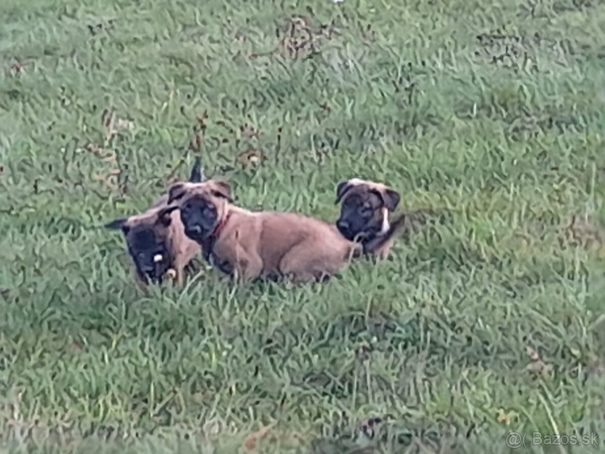 Belgický ovčiak MALINOIS