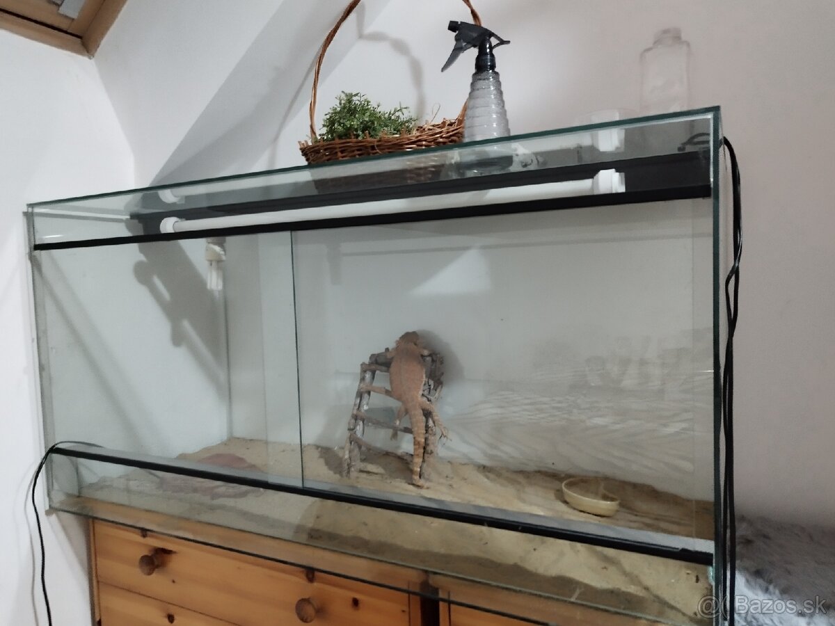 Terarium plus agamka