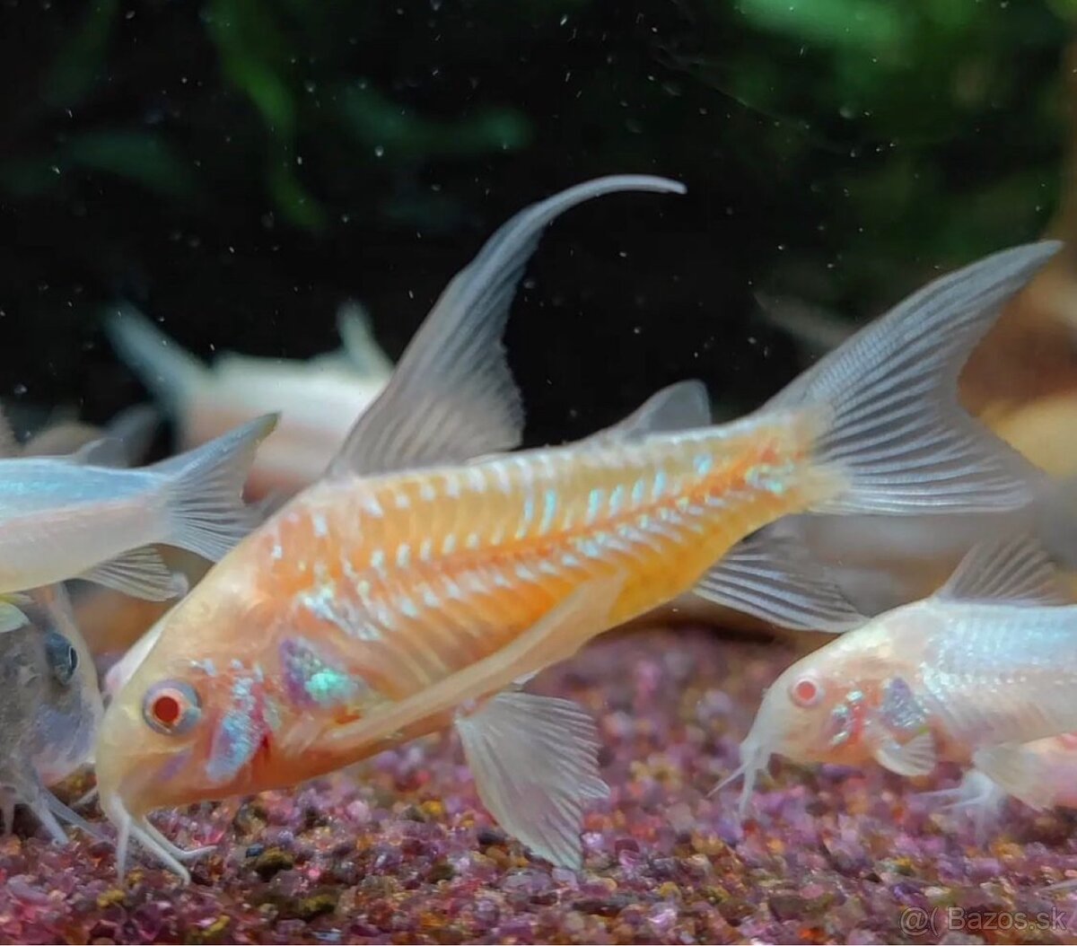 Pancierniček Corydoras paleatus