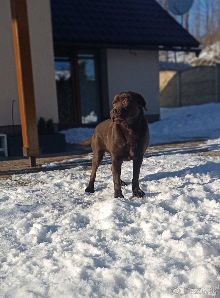 Hnedý labrador