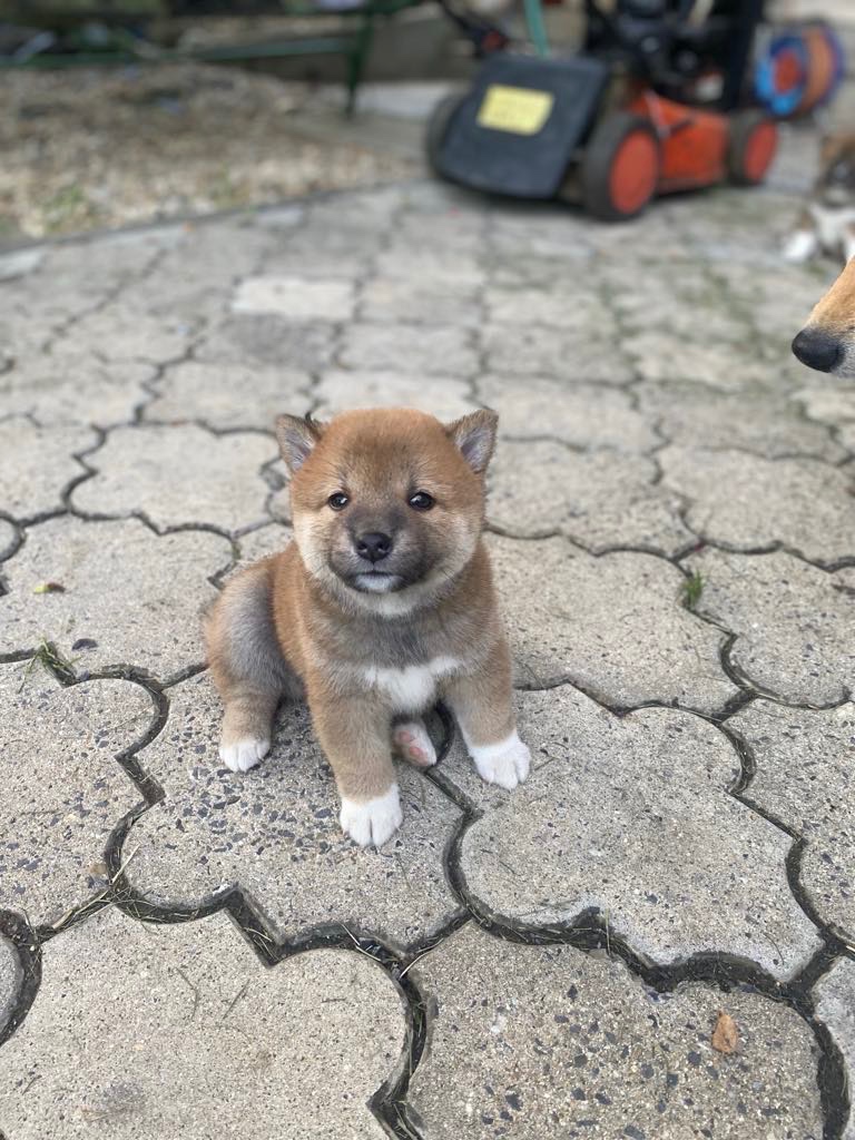 Šteniatka Shiba Inu