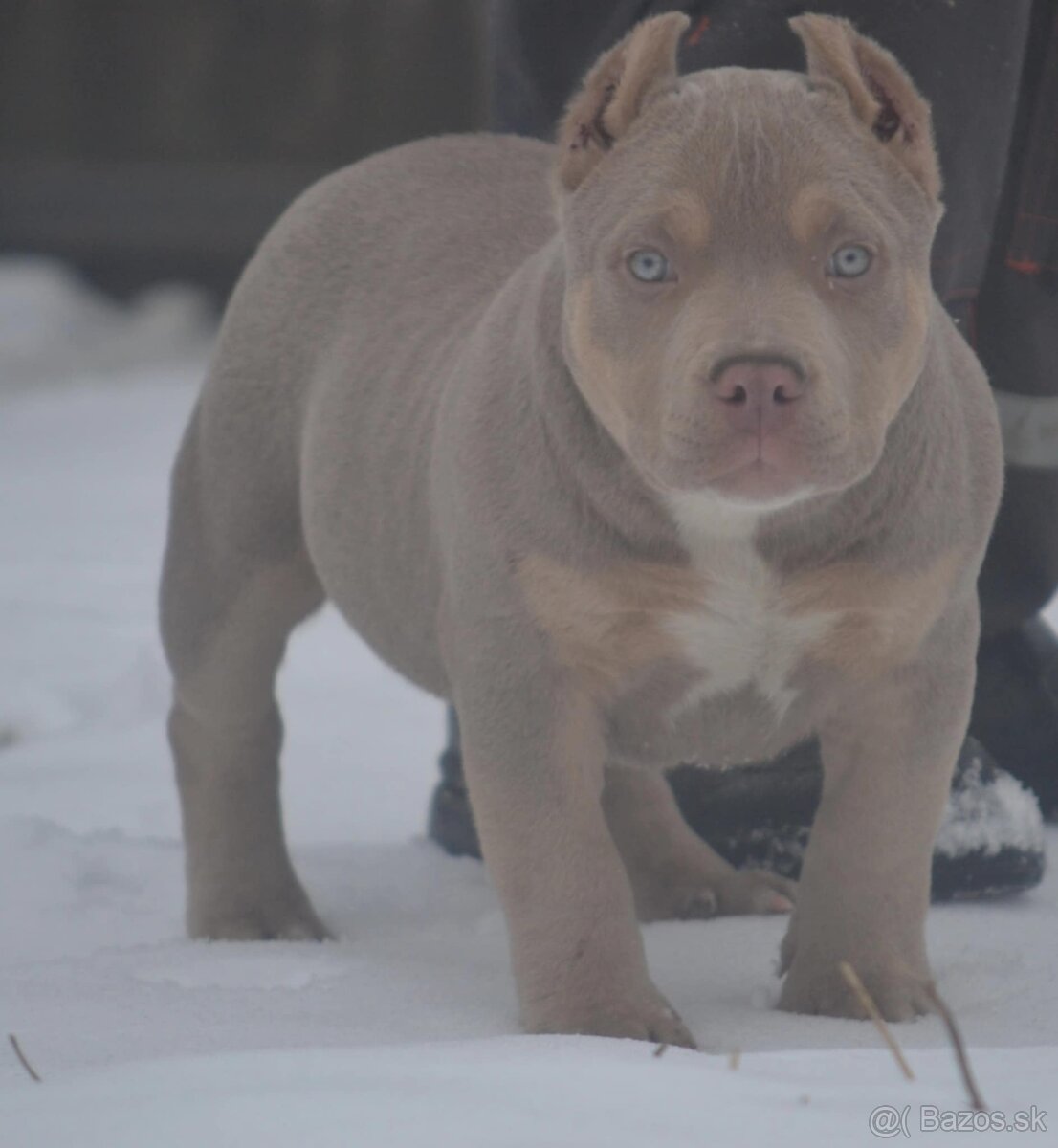 Predám AMERICAN BULLY