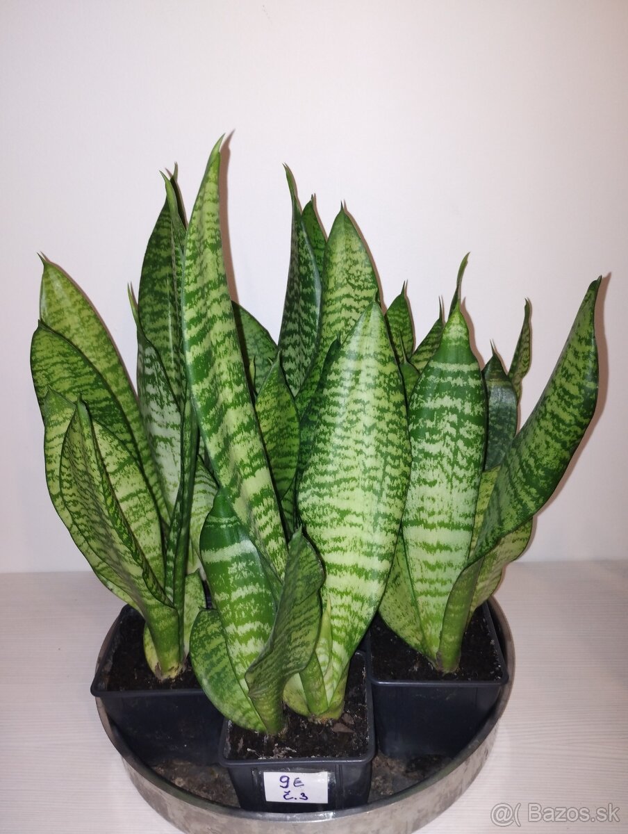 Sansevieria, svokrin jazyk