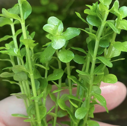 Rotala rotundifolia 'Green'