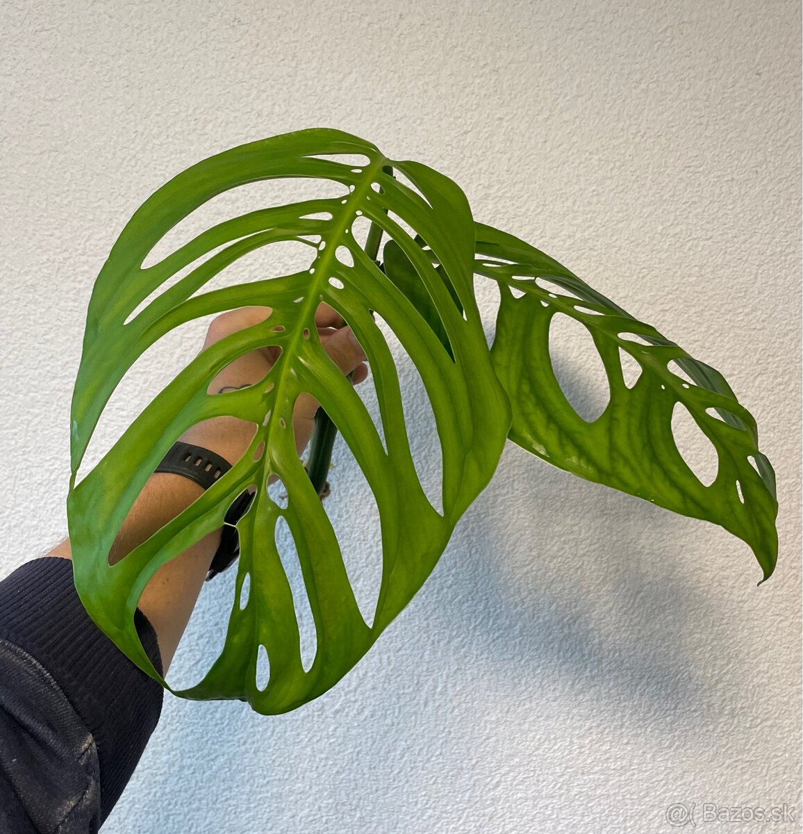 Monstera sp. „Esqueleto“