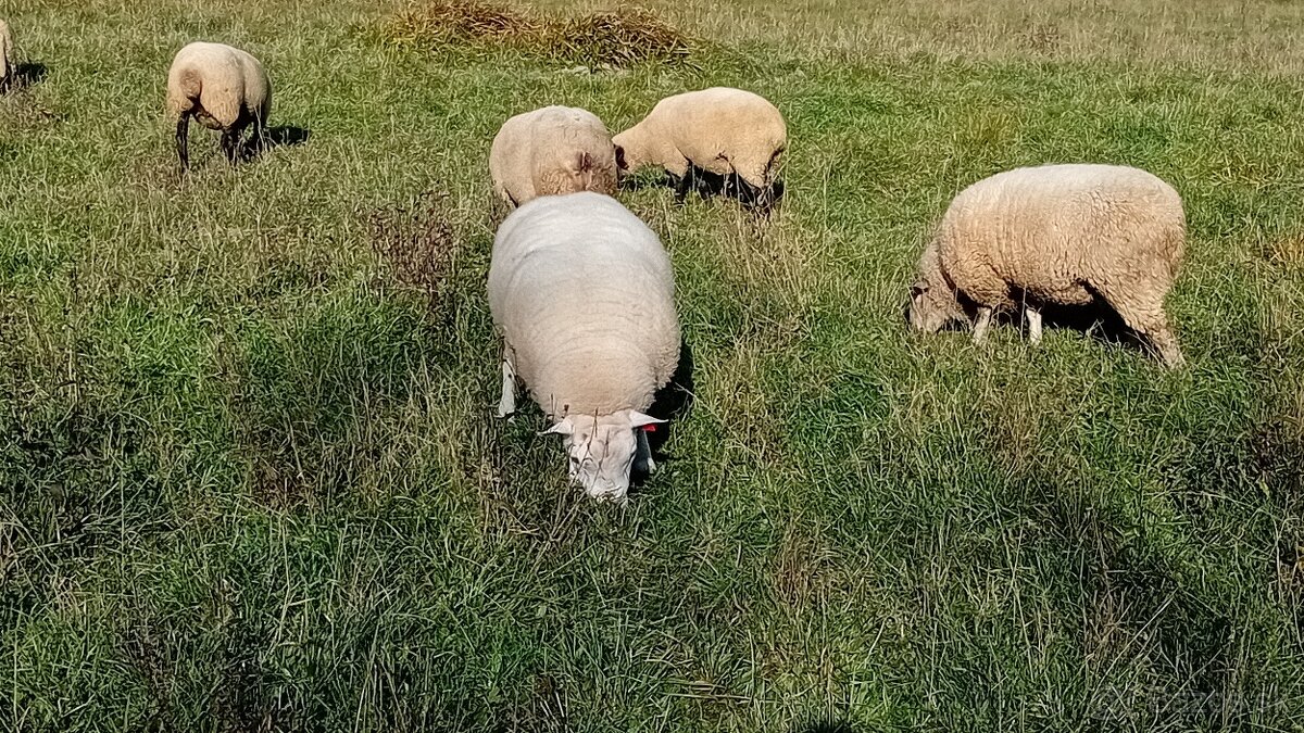 Baran Texel