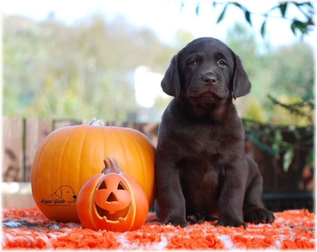 Labrador retriever - krásná čokoládová holčička s PP